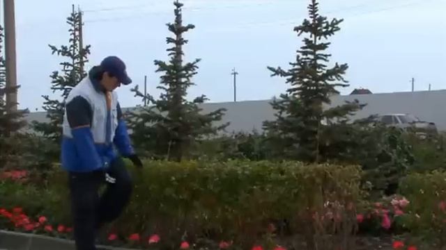 Стрижка живой изгороди смотреть онлайн