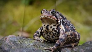 ЛЯГУШКИ - ИНТЕРЕСНЫЕ ФАКТЫ