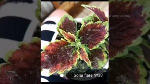 Колеусы обзор с названиями 75 сортов, мой видео каталог 2022 года