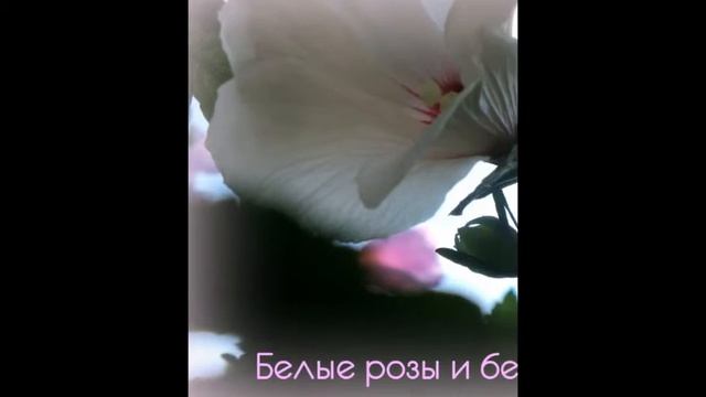 Белый цвет смотреть онлайн