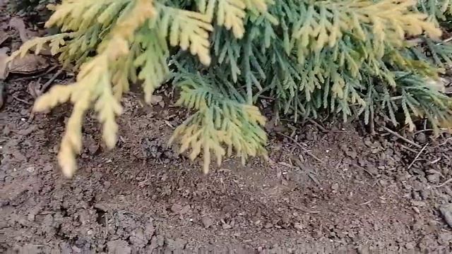 Как пересадить взрослые хвойные, что бы они прижились на новом месте/Секрет который скрывают смотреть онлайн