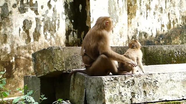 Bre@king he@rt!.. Old monkey thr0w baby Lucy to the ground escape big monkey, Lucy falls he@d down смотреть онлайн