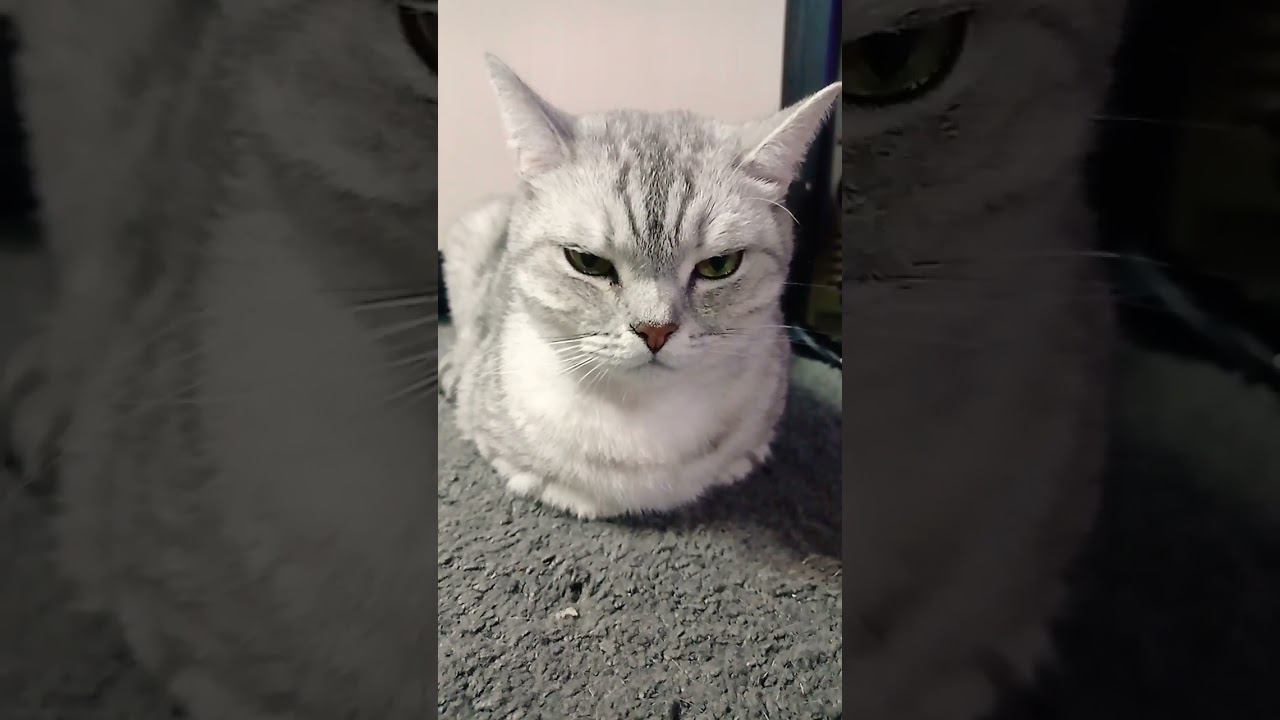 Очень милый котик #Shorts смотреть онлайн
