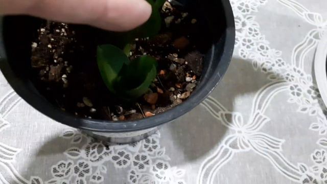 коллекция Sansevieria Hahnii.