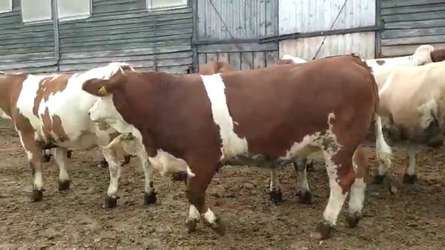 Поставка племенного СКОТА ИЗ ЕВРОПЫ В РОССИЮ смотреть онлайн