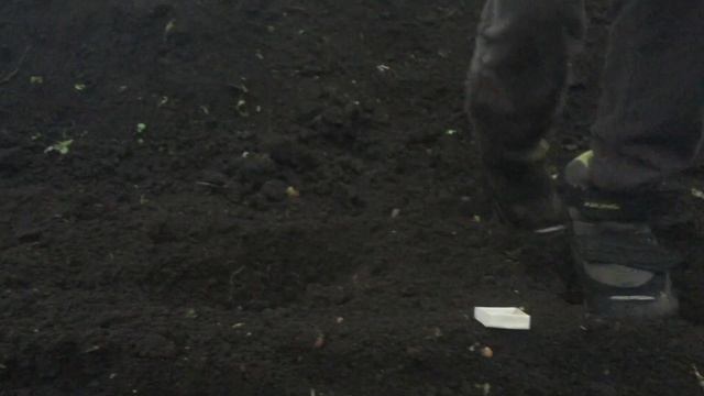 Посадка семян яблонь и груш в питомнике смотреть онлайн