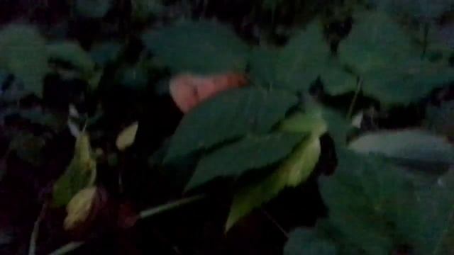 Собираю грибы не ходя в лес смотреть онлайн