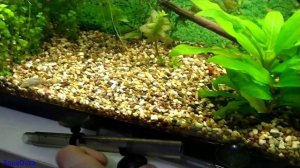 Внешний фильтр Tetra EX 600 Plus. С чем пришлось столкнуться.