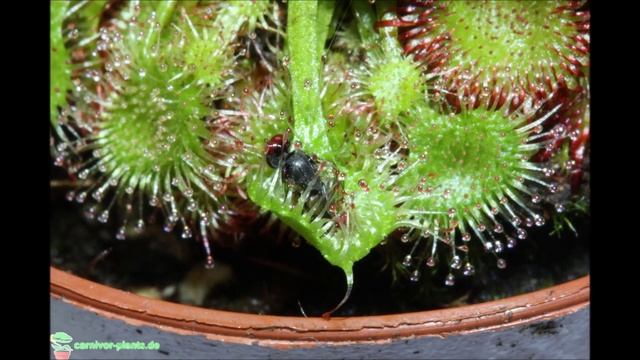 Fang Der Fleischfressenden Pflanze Drosera Rotundifolia - Carnivor-plants.de