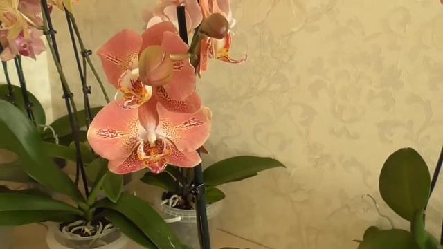 Райские цветы. Красоты много не бывает. Цветущие орхидеи смотреть онлайн