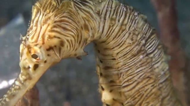 Морской конёк. смотреть онлайн