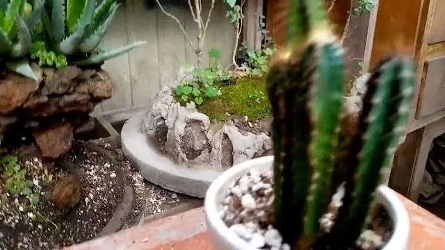 COMO REPRODUCIR TUS CACTUS CASTILLO DE HADAS/acanthocereus tetragonus смотреть онлайн