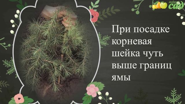 Посадка можжевельника - как правильно посадить можжевельник смотреть онлайн