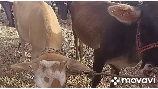 МОЛБОЗОРИ Н ПАНЧ смотреть онлайн