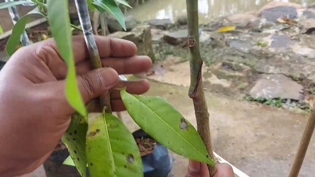 Four Ways of grafting mango tree buds || EMPAT Cara sambung tunas pohon mangga смотреть онлайн