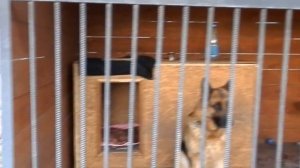 ВОЛЬЕР ДЛЯ СОБАК. НЕМЕЦКАЯ ОВЧАРКА. Aviary for a German Shepherd. Одесса.