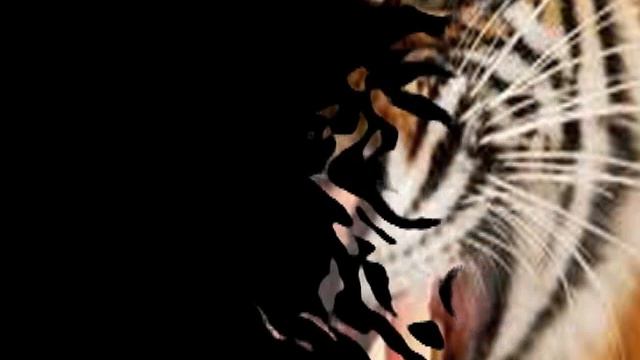 The Tyger ~ Athair Ar Neamh ~ William Blake ~ Enya ~ Dolphin Diemer