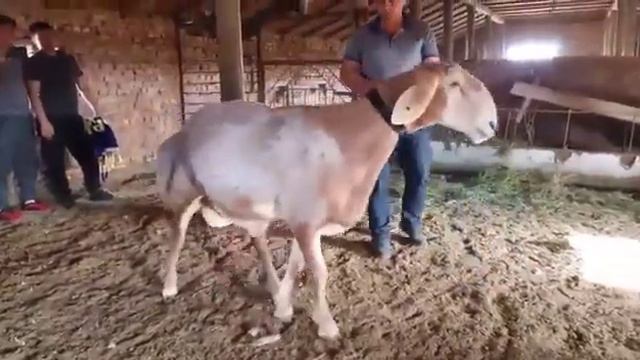 бульдозер сын Красавчика смотреть онлайн