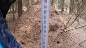 Гигантские муравейники нашли в лесу. Какие бывают муравейники?