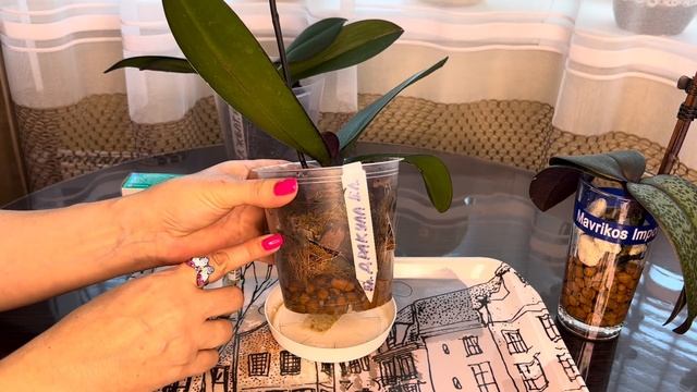 Реанимация Орхидеи (три варианта размещения ) смотреть онлайн