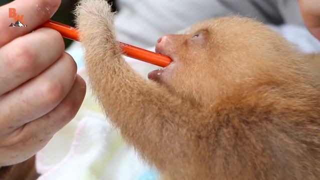 ЛЕНИВЕЦ против ЛЕНИВЦА / Койот Питерсон на русском смотреть онлайн