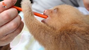 ЛЕНИВЕЦ против ЛЕНИВЦА / Койот Питерсон на русском