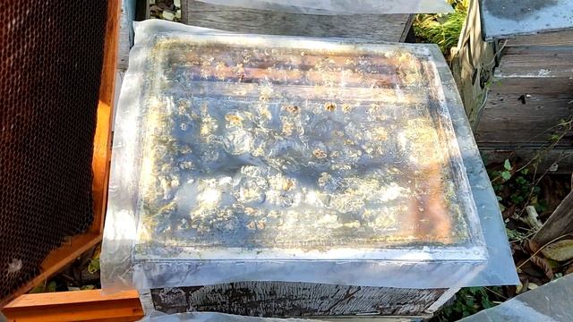 Сегодня на пасеке. 4 октября 2021 г. Мед с плюща и море клеща... смотреть онлайн