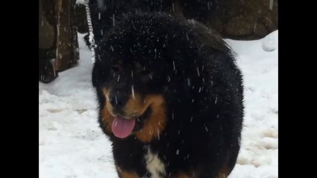 SATILIK TİBET MASTİF YAVRULARI ( 0 534 478 99 28 )