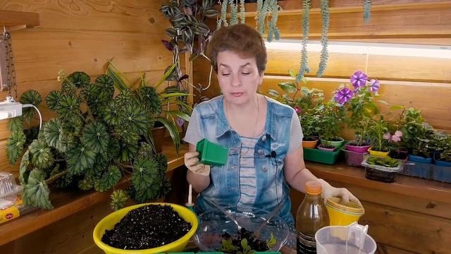 Пикировка петунии - это не сложно смотреть онлайн