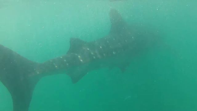 Nadando Con Tiburones Ballenas 2014