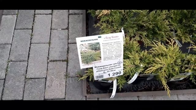 ?хвойные? смотреть онлайн