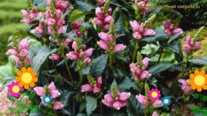 Хелоне косая. Краткий обзор: Хелоне косая описание характеристик, где купить саженцы chelone obliqu