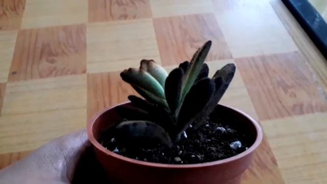 Cheap but Beautiful | MaCe's Life | My Balcony Garden смотреть онлайн