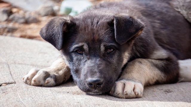 30 ноября – Всемирный день домашних животных смотреть онлайн