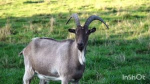 сельскохозяйственные животные корова,лошадь,собака,овцы,козлы,куры,утки и т.д