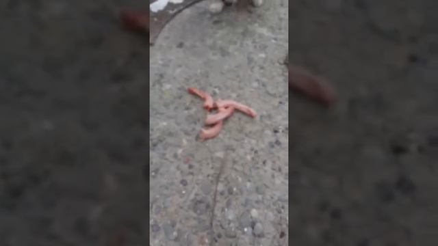 Наши хвостики кушают. В описании видео есть все способы помочь им смотреть онлайн
