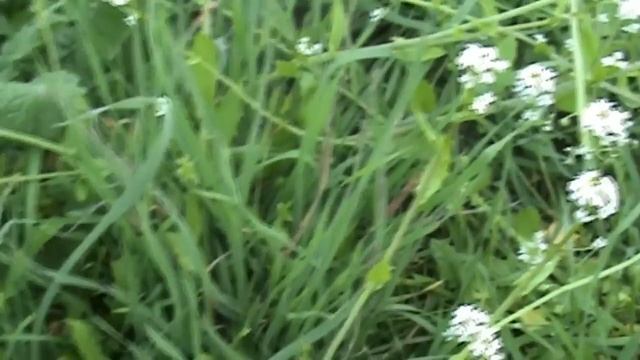 ΕΠΙΒΙΩΣΗ. Αγρια φαγωσιμα χορτα μερος 1