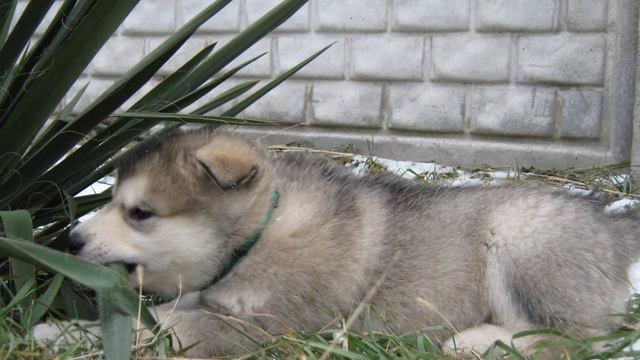 Продаются щенки Маламута. смотреть онлайн