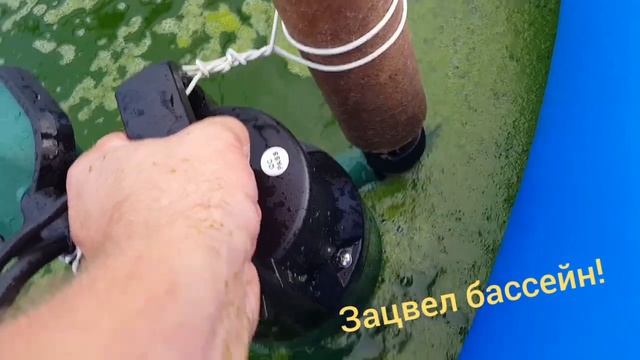 Зацвёл бассейн, это пипец! смотреть онлайн