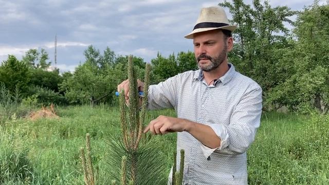 Обрезка (прищипка), формование сосны (pinus nigra) смотреть онлайн