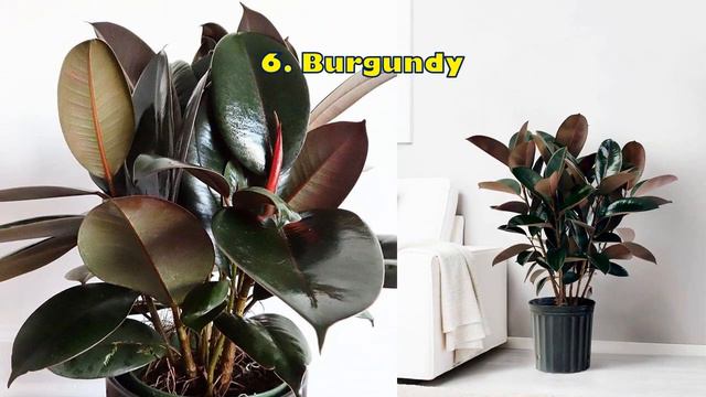 11 types of Rubber Plants смотреть онлайн