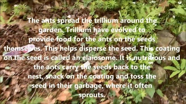 TRILLIUM SULCATUM смотреть онлайн