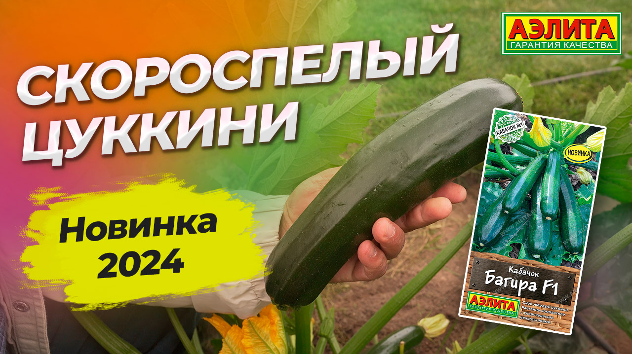 Урожайный цуккини оригинальной окраски БАГИРА F1 смотреть онлайн