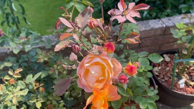 David Austin Roses In My Garden : Lady Emma Hamilton // Full Rose Review // English Rose Garden UK смотреть онлайн
