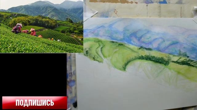 Чайные плантации. Алишань. Tea Plantation. Alishan
