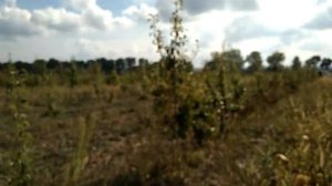 Неизвестный крупноплодный сорт груши (сорт Сокровище).