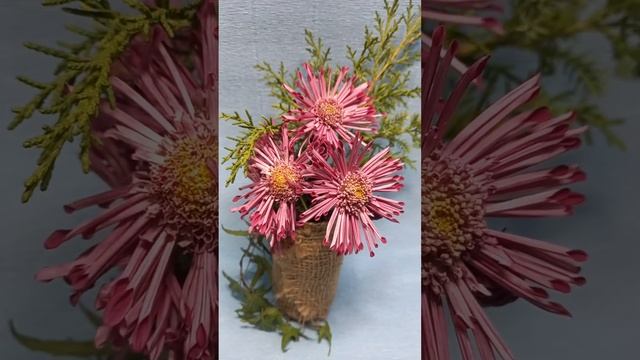 Корейская хризантема Звёздочка ? #chrysanthemumflower #черенкихризантемы смотреть онлайн