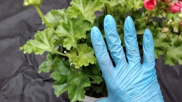 #142.Red Pandora образумилась! И теперь она мне нравится! смотреть онлайн