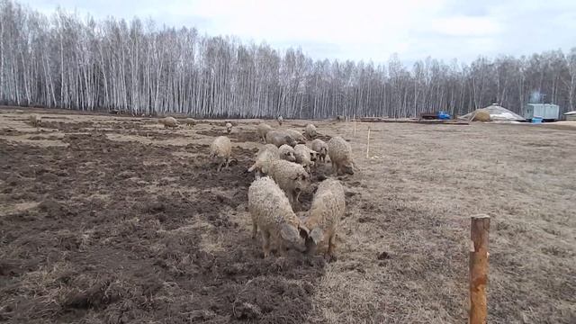 ВЕСНОВСПАШКА ПОД БАХЧЕВЫЕ КУЛЬТУРЫ. БИО-ФЕРМА МАНГАЛИЦА смотреть онлайн