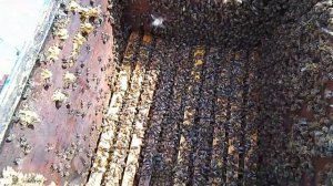 Опять у бакфаста нет мёда! (720p)